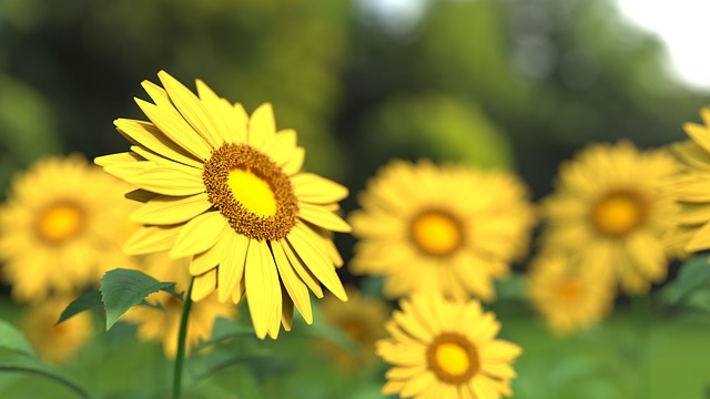 sunflower-1421011_640